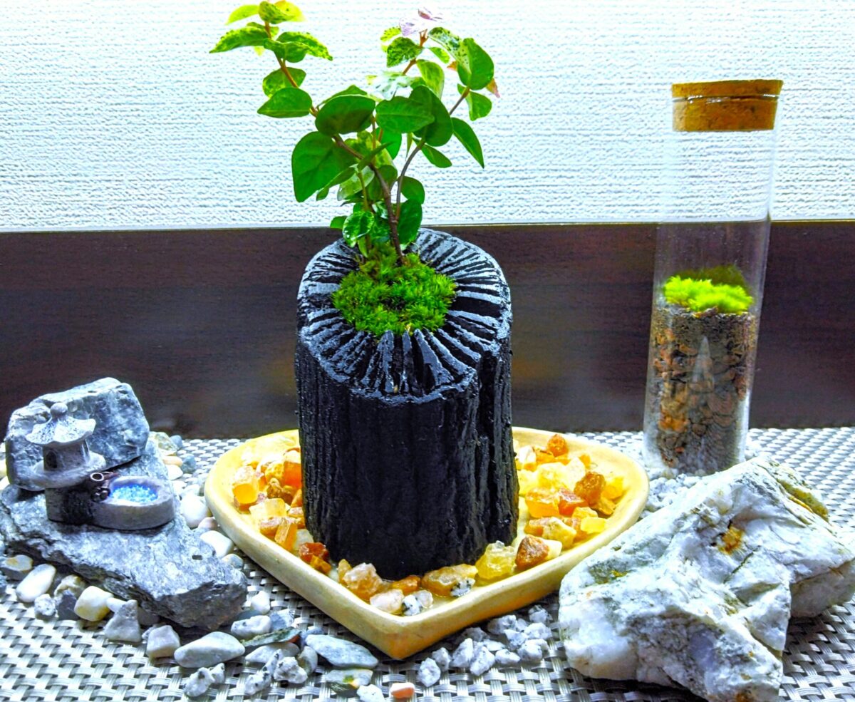 【15％OFFプラン】和の趣きを魅せる｢苔の炭鉢づくり｣創作体験