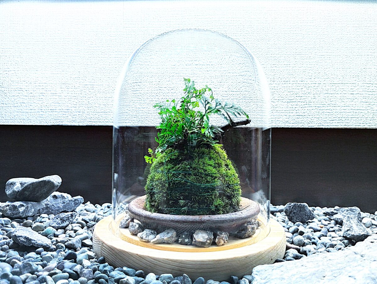 お部屋に飾る苔玉☆お洒落ガラスドーム(創作体験)