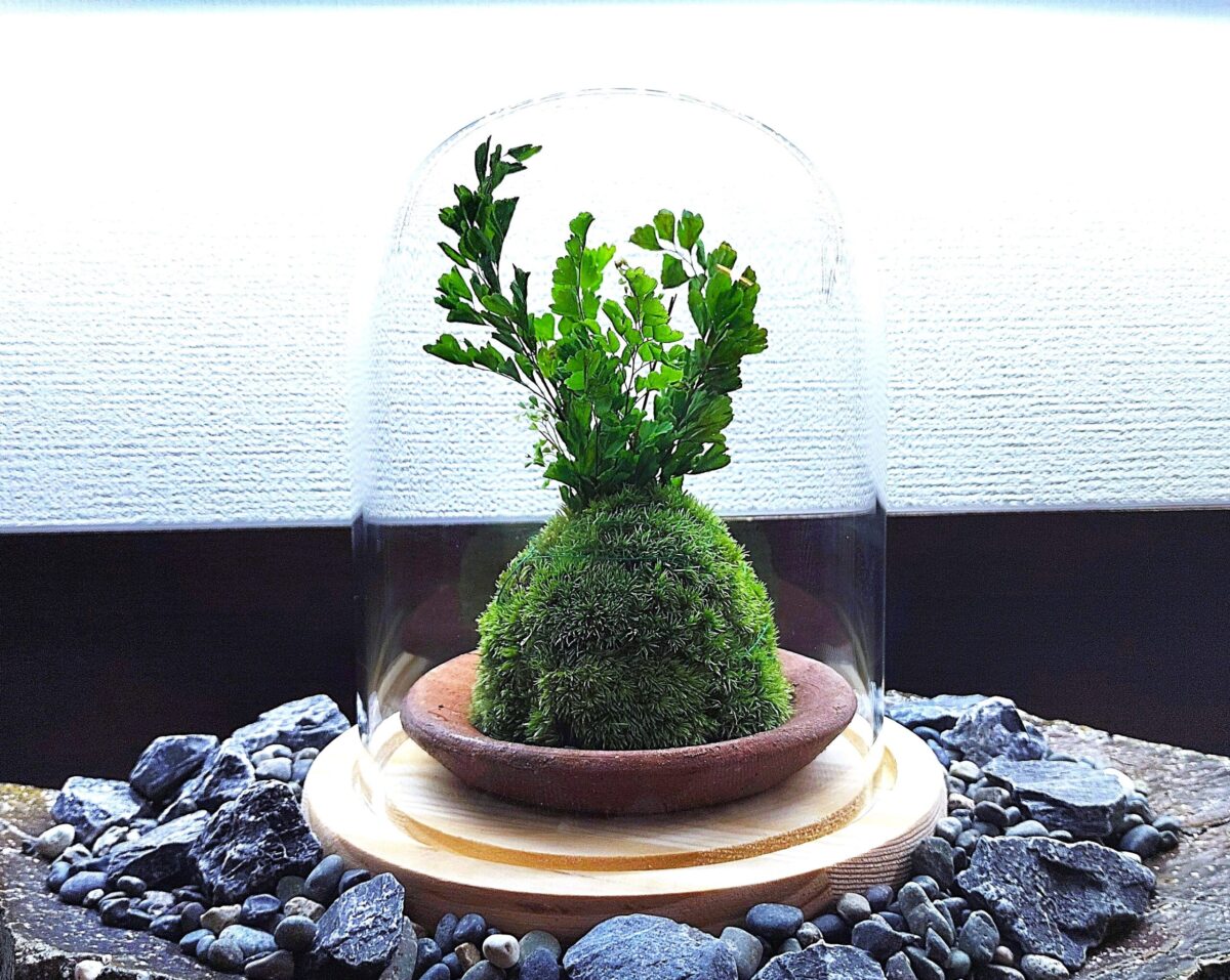 【苔で彩る空間】お洒落ガラスドーム☆苔玉 (創作体験)