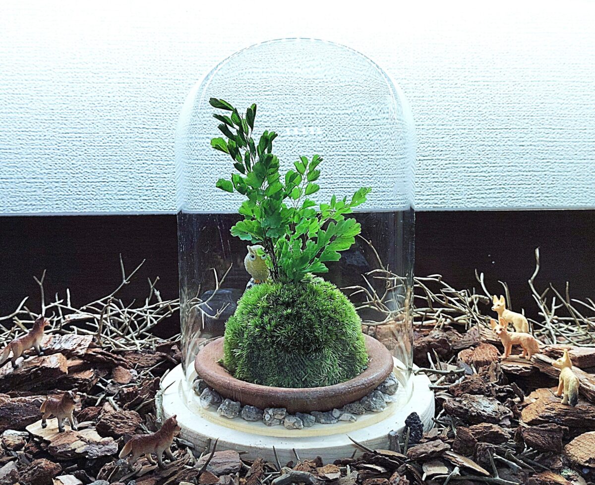【苔で彩る空間】お洒落ガラスドーム☆苔玉 (創作体験)
