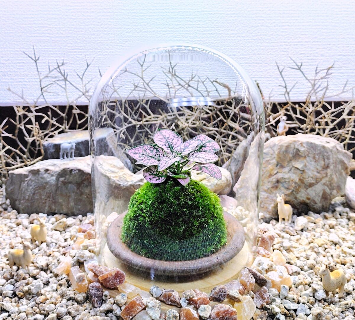 【苔で彩る空間】お洒落ガラスドーム☆苔玉 (創作体験)