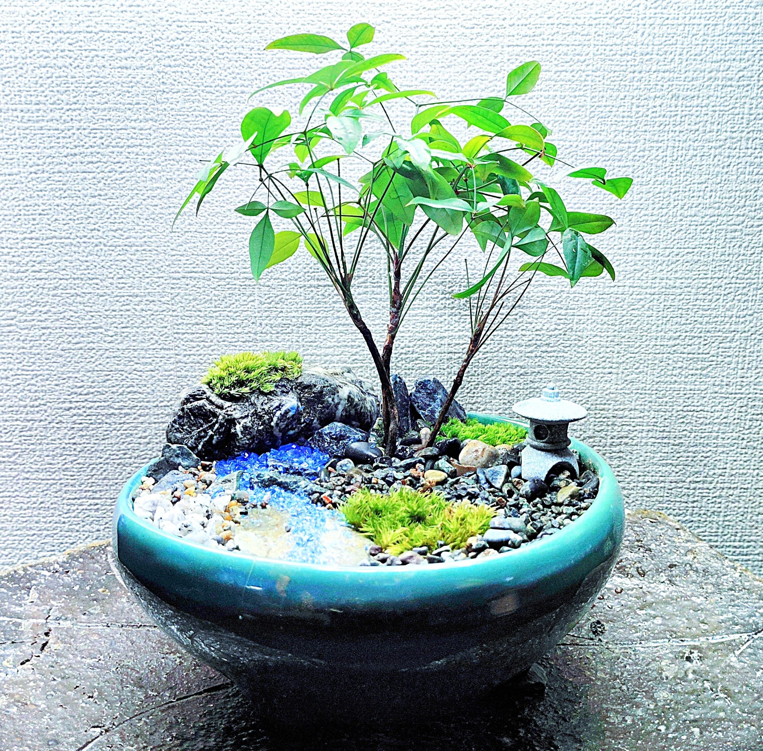 ②広がる自然の世界☆自然素材で彩る盆栽(はじめての盆栽)講座